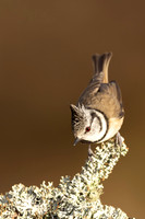 Crested Tit, Loch Morclich, February 2024