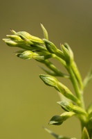Green-flowered Helleborine, Cotswolds, July 2024