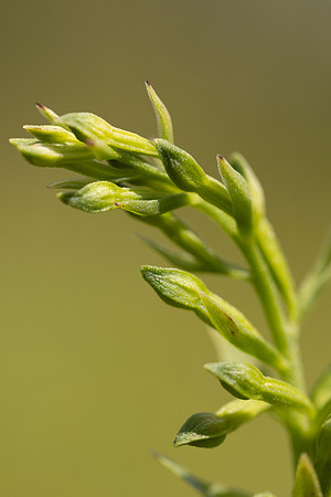 Green-flowered Helleborine, Cotswolds, July 2024