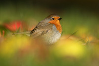 Robin, Tockington, December 2022