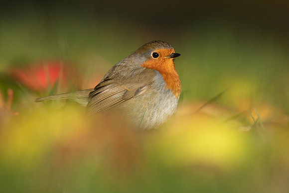 Robin, Tockington, December 2022