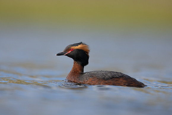 Slavonian Grebe, Iceland, May 2022