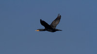 Cormorant Farmoor Reservoir, October 2014..