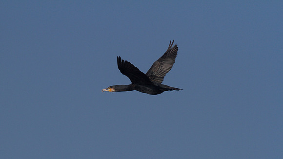 Cormorant Farmoor Reservoir, October 2014..
