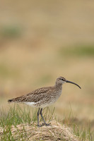 Whimbrel, Snæfellsnes peninsula, Iceland, June 2022