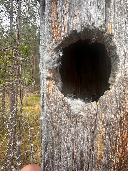 Goldeneye, Pintamo, Finland, June 2025