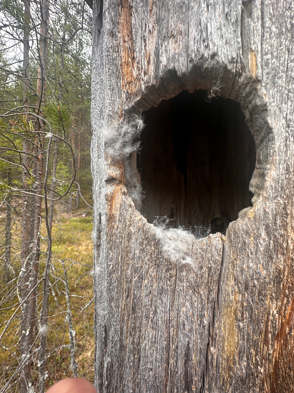 Goldeneye, Pintamo, Finland, June 2025