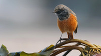 Eastern Black Redstart, Skinningrove, November 2016