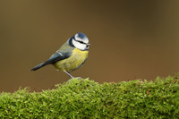 Blue Tit