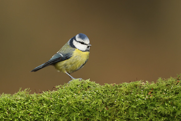 Blue Tit, Milbury Heath, December 2020.