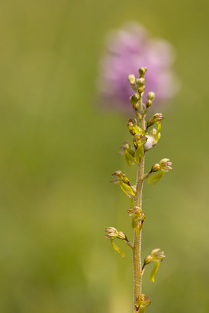 Common Twayblade, Parkgate Down, May 2024