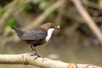 Dipper, Little Avon, February 2024