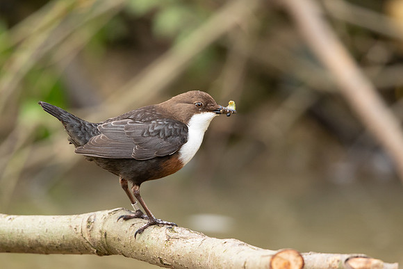 Dipper, Little Avon, February 2024
