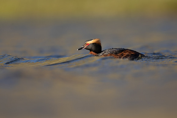 Slavonian Grebe, Iceland, May 2022