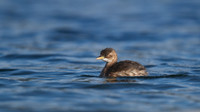 Little Grebe, Cheddar Reservoir, September 2014