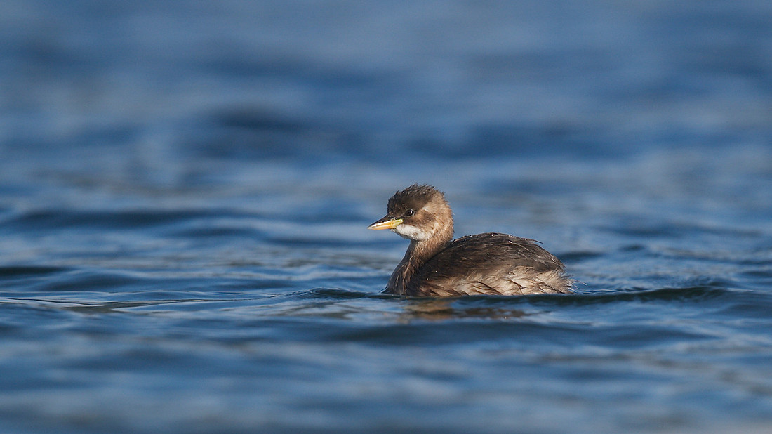 Little Grebe, Cheddar Reservoir, September 2014