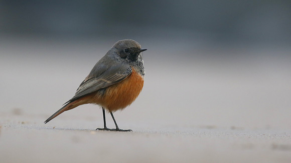 Eastern Black Redstart, Skinningrove, November 2016