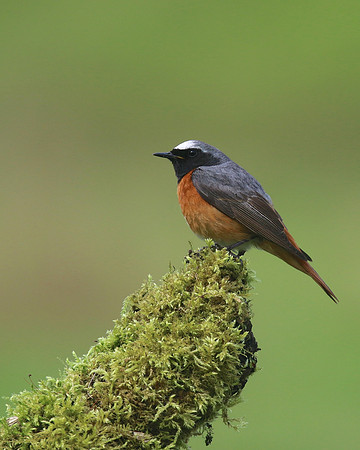 Redstart (Male) Thursley Common, May 2018