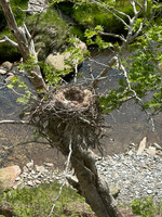 Carrion Crow, Elan Valley, June 2024