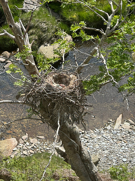 Carrion Crow, Elan Valley, June 2024
