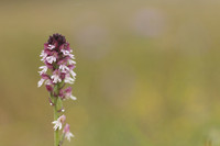 Burnt Tip-orchid var. aestivalis, Ladle Hill, July 2024,