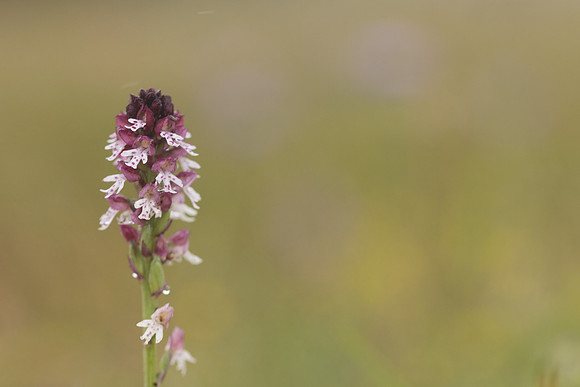 Burnt Tip-orchid var. aestivalis, Ladle Hill, July 2024,