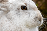 Mountain Hare, Findhorn Valley, February 2023