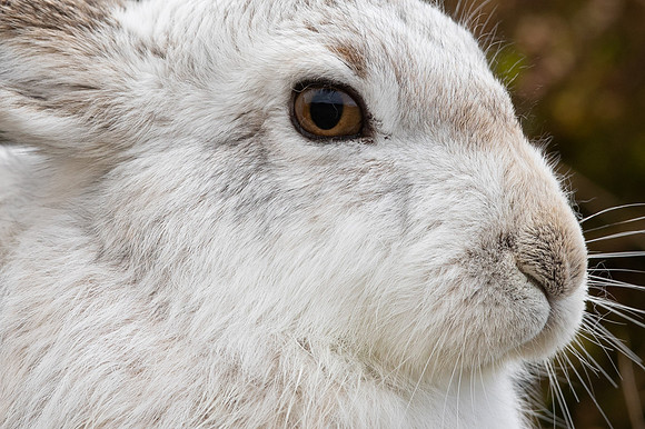 Mountain Hare, Findhorn Valley, February 2023