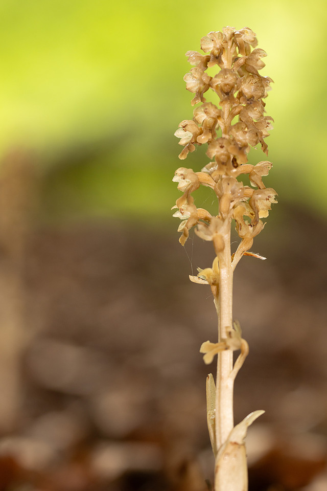 Bird's Nest Orchid, Gloucestershire, June 2024