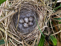 Reed Bunting, Oldbury, April 2022
