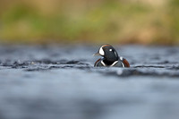 Harlequin Duck,  River Laxa, Iceland, May 2022