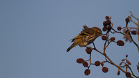 Siskin, Scaling Dam, January 2015