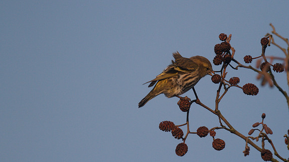 Siskin, Scaling Dam, January 2015