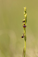 Fly Orchid, Selsey Common, May 2024