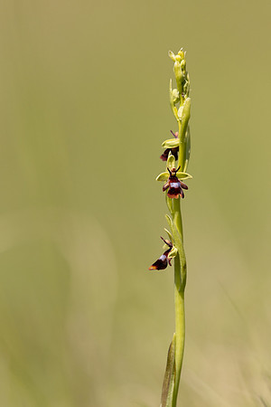 Fly Orchid, Selsey Common, May 2024