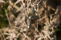 Migrant Hawker