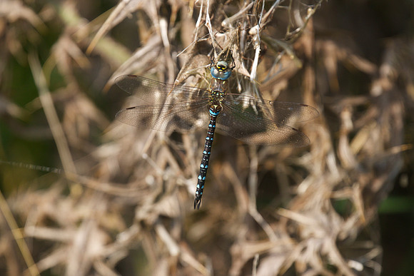 Migrant Hawker