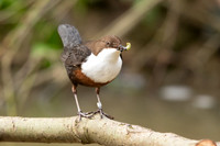 Dipper, Little Avon, February 2024
