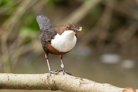 Dipper, Little Avon, February 2024