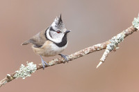 Crested Tit, Loch Morclich, February 2024