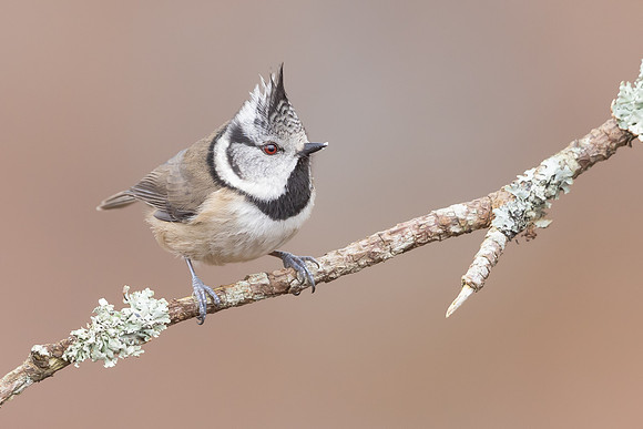 Crested Tit, Loch Morclich, February 2024