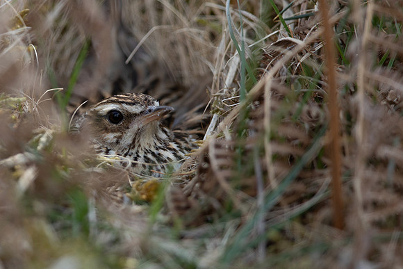 Woodlark, New forest, April 2021.