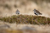 Dunlin, Raufarhofn, Iceland, June 2022