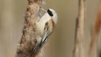 Penduline Tit, Darts Farm, Exeter, March 2015