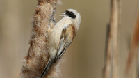 Penduline Tit, Darts Farm, Exeter, March 2015