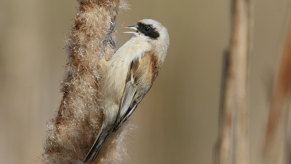 Penduline Tit, Darts Farm, Exeter, March 2015