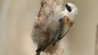 Penduline Tit, Darts Farm, Exeter, March 2015