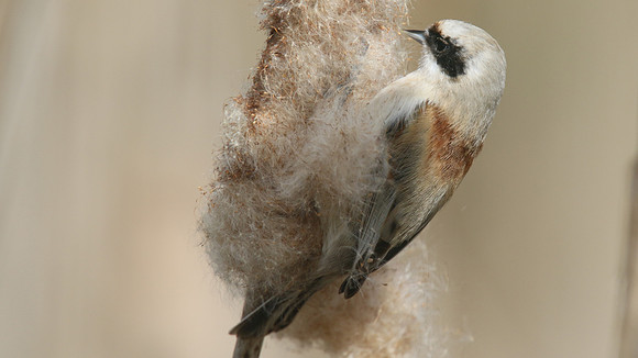 Penduline Tit, Darts Farm, Exeter, March 2015