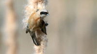 Penduline Tit