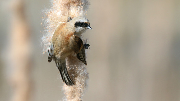 Penduline Tit, Darts Farm, Exeter, March 2015.